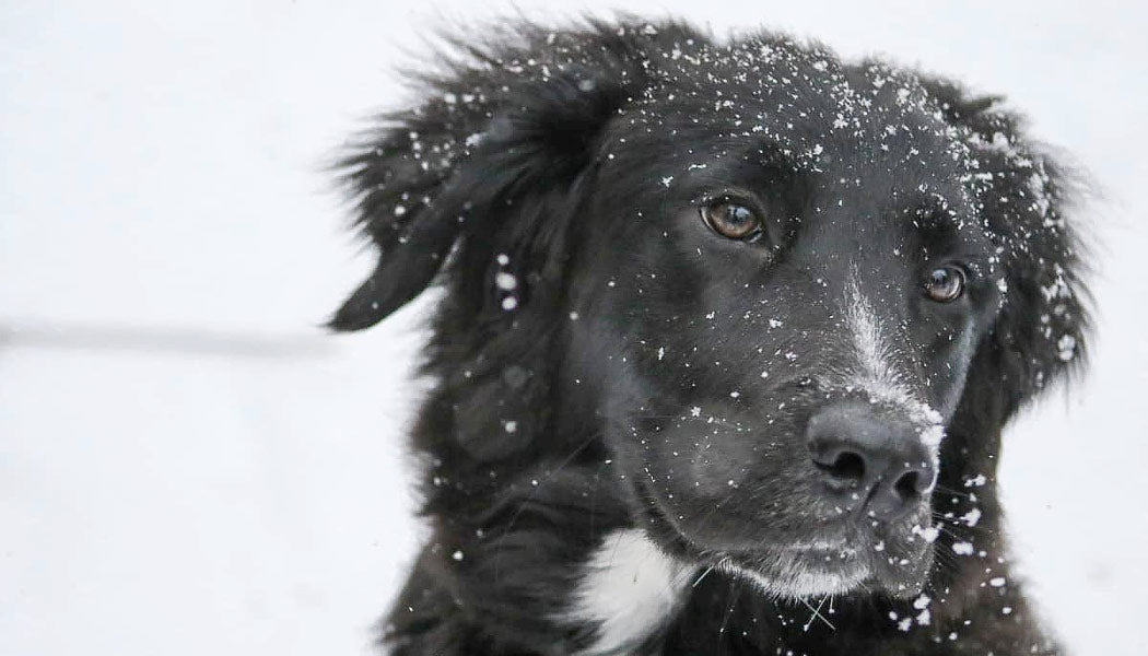 Do all dogs need to be kept warm during the winter?