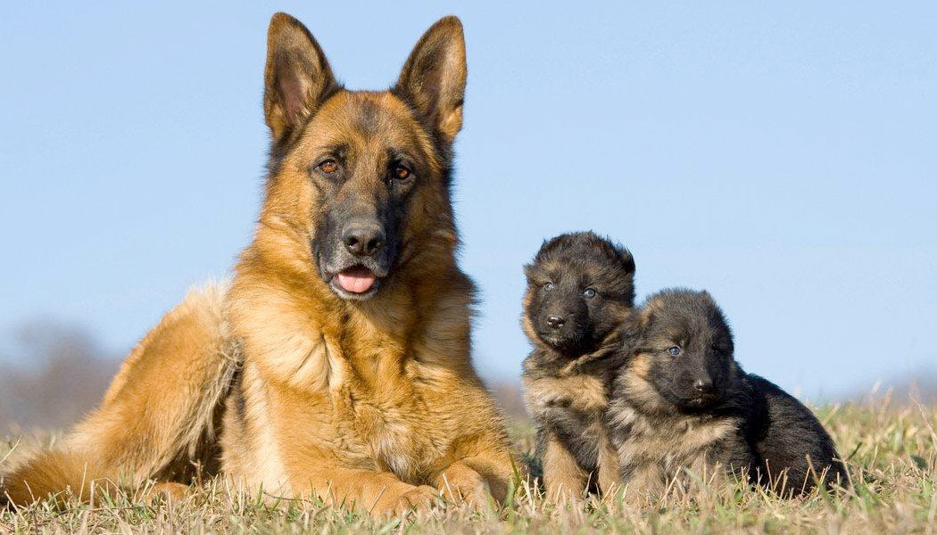 German Shepherd - 10 Most Popular Dog Breeds
