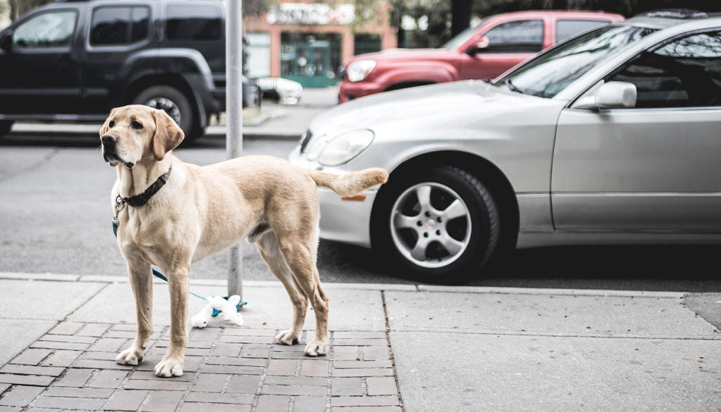 Why Won't My Dog Eat?