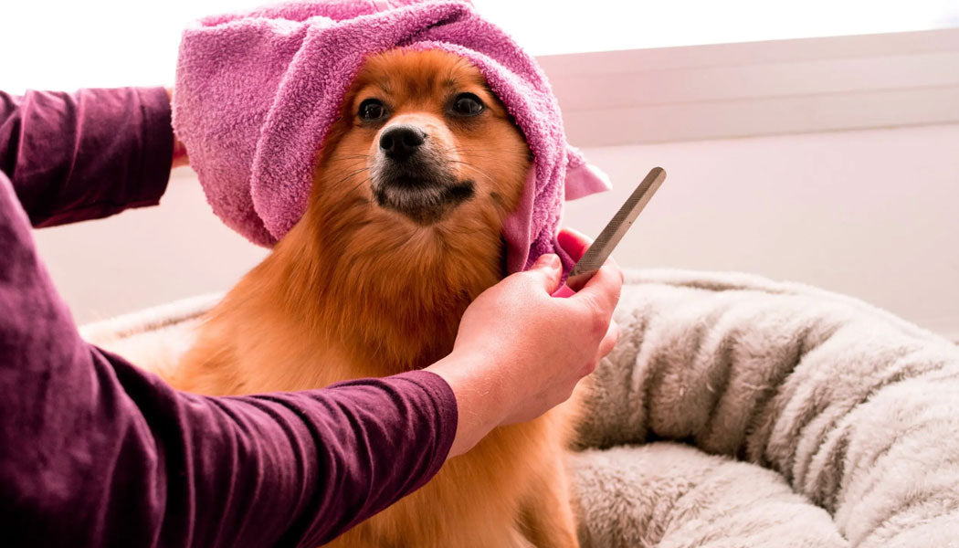 regular bathing and grooming to keep fleas away