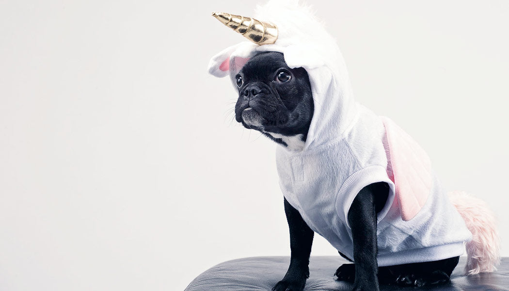 Unicorn halloween costume for dog