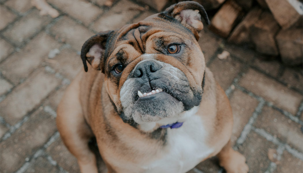 English Bulldog