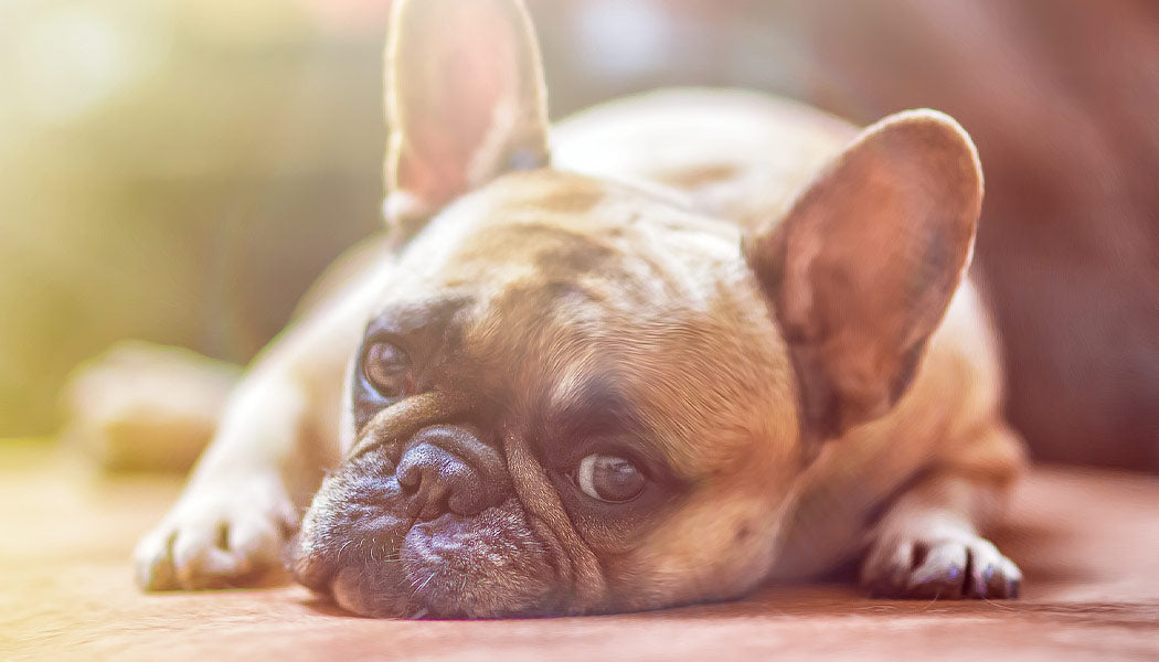  French bulldog lying down