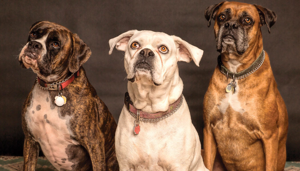 Three dogs looking up