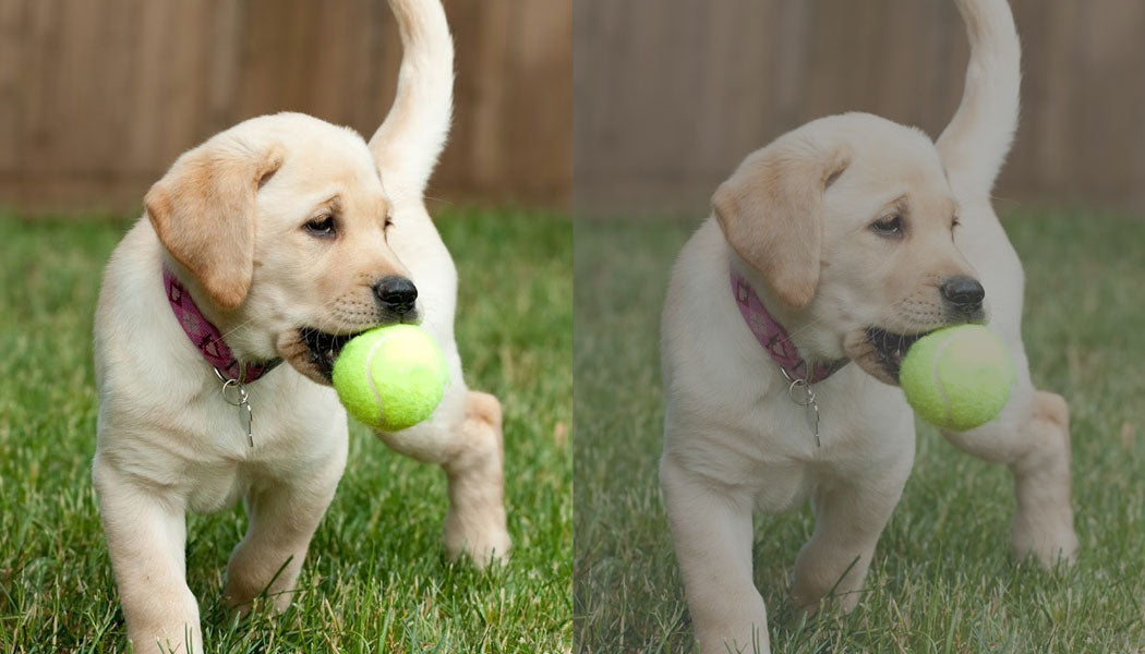 Dog vision: yellow