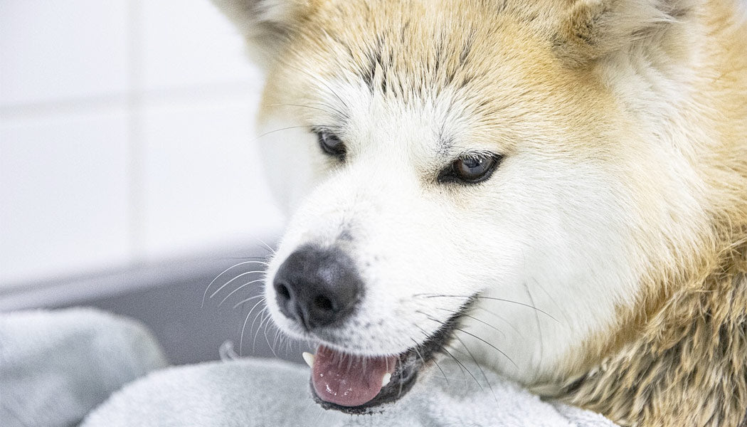 A Shibu after a bath