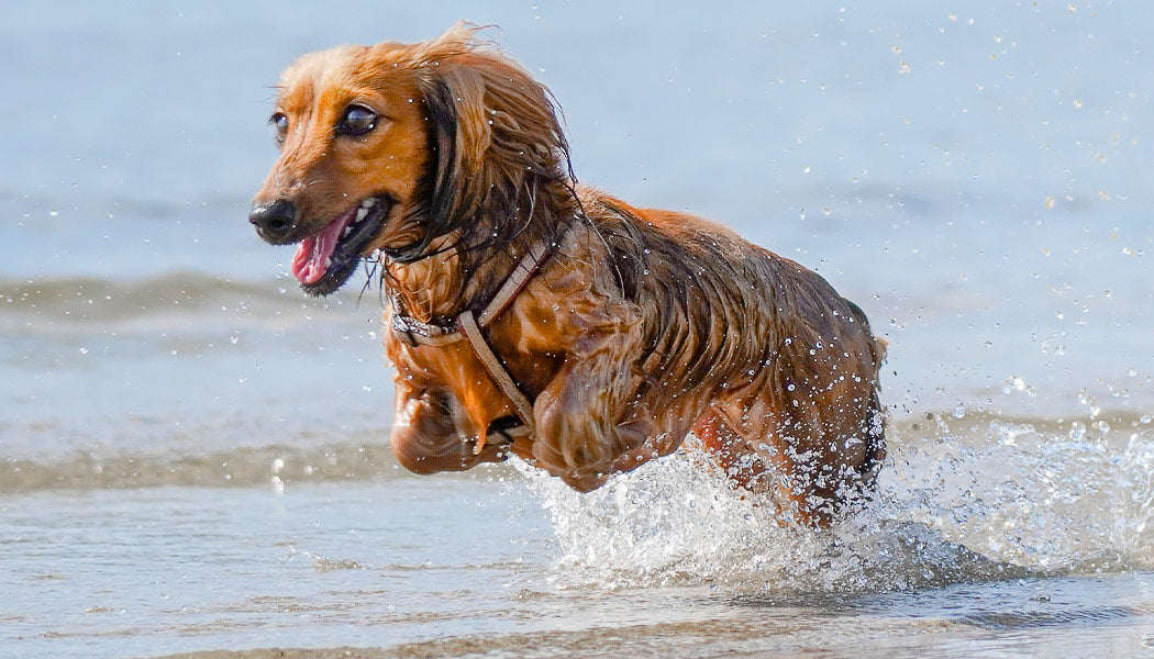 dog running on shore