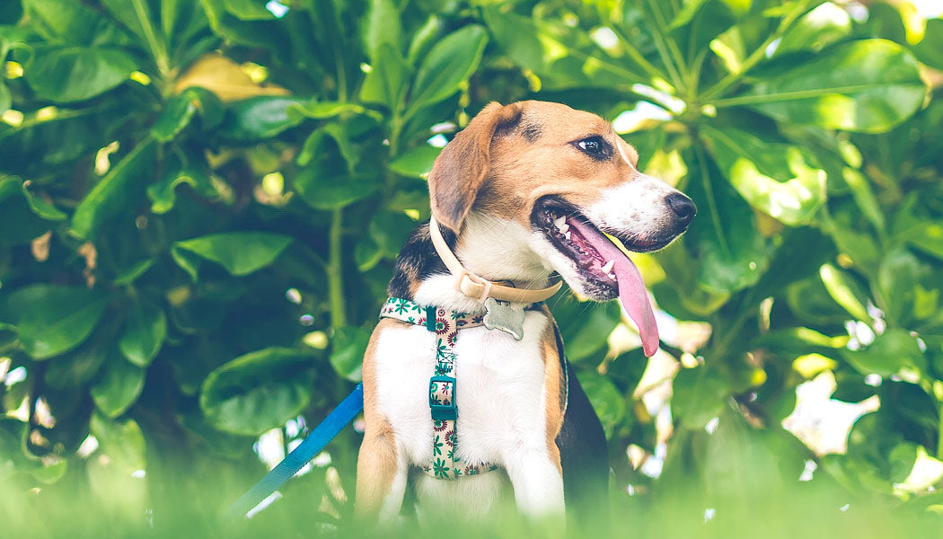 CBD oils for dogs information and benefits