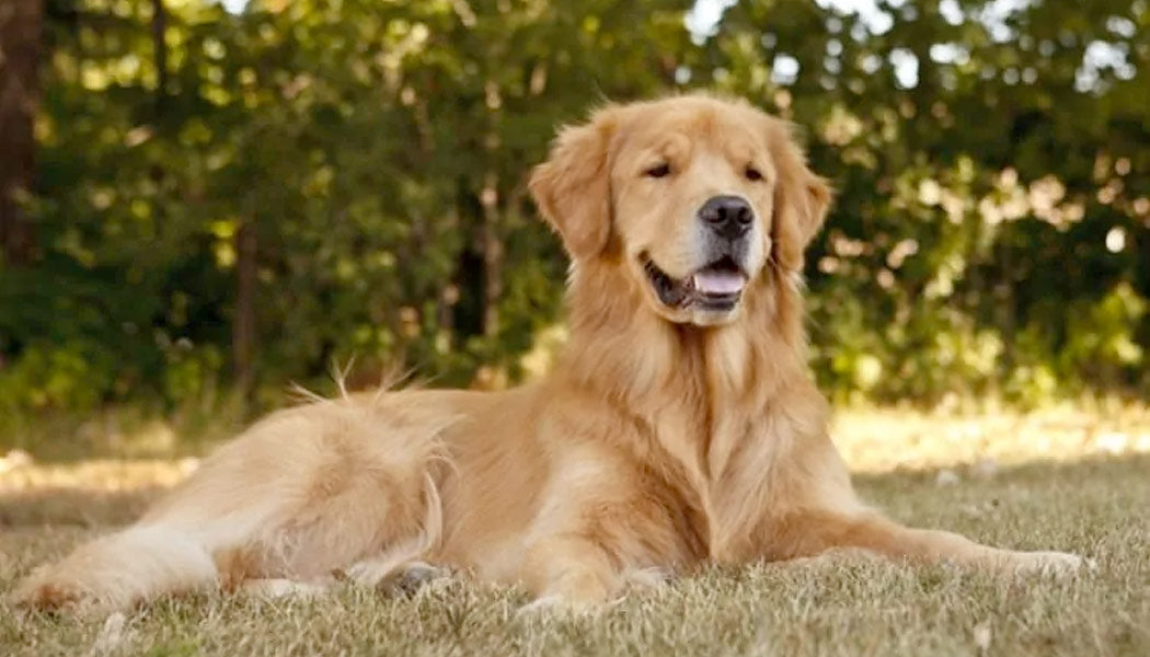 Golden Retriever - 10 Most Popular Dog Breeds