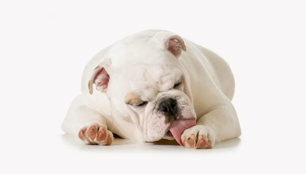 White english bulldog