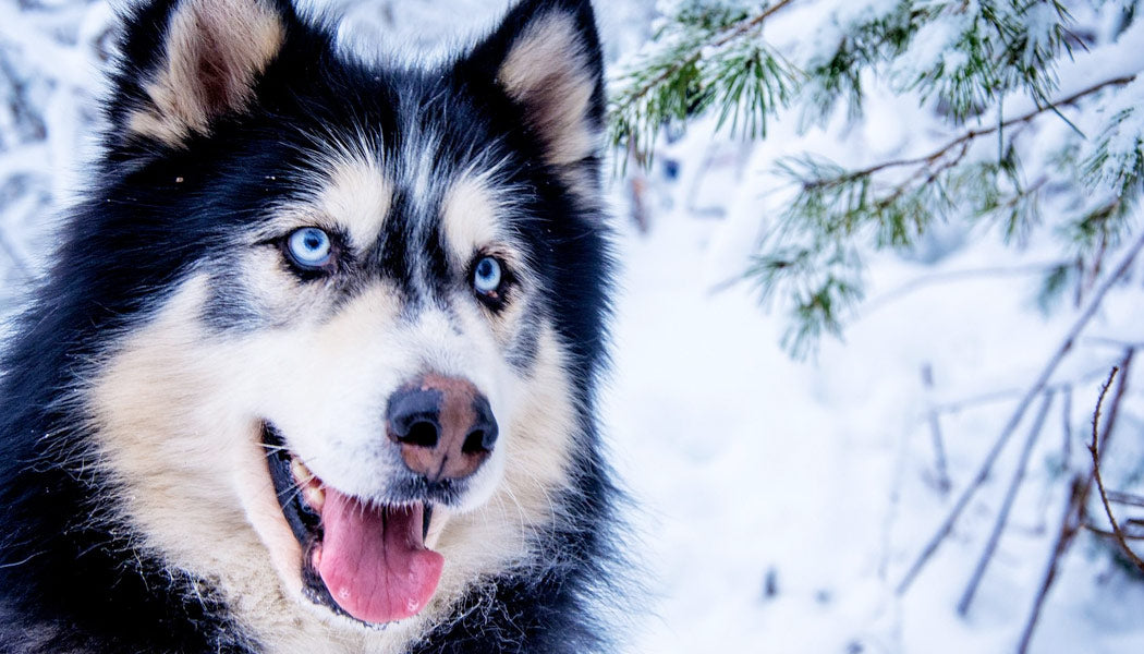 What dog breeds love the cold?