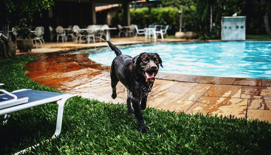 Wet dog running by pool