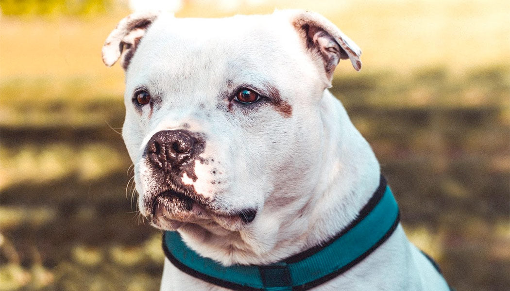 Bull Terrier