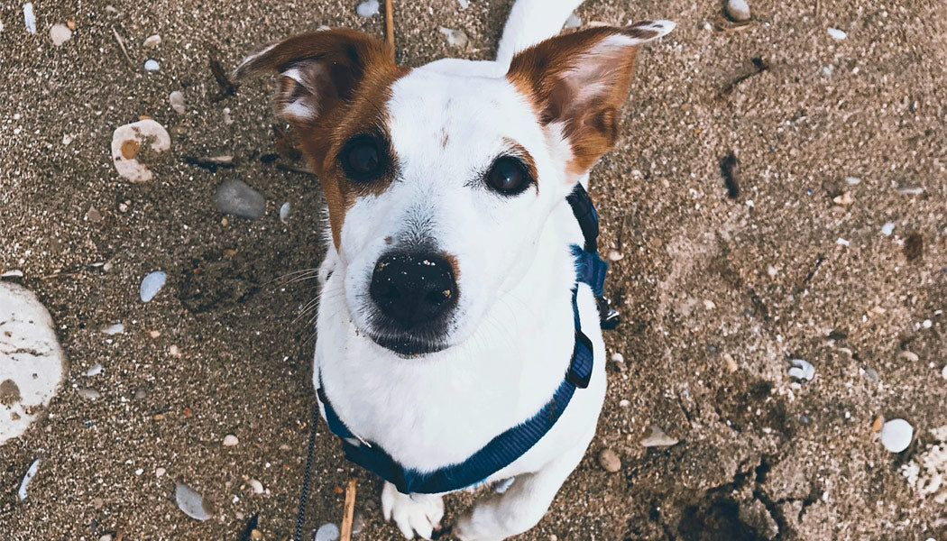 Jack Russell Terrier 