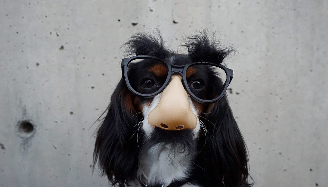 Calm dog wearing disguise