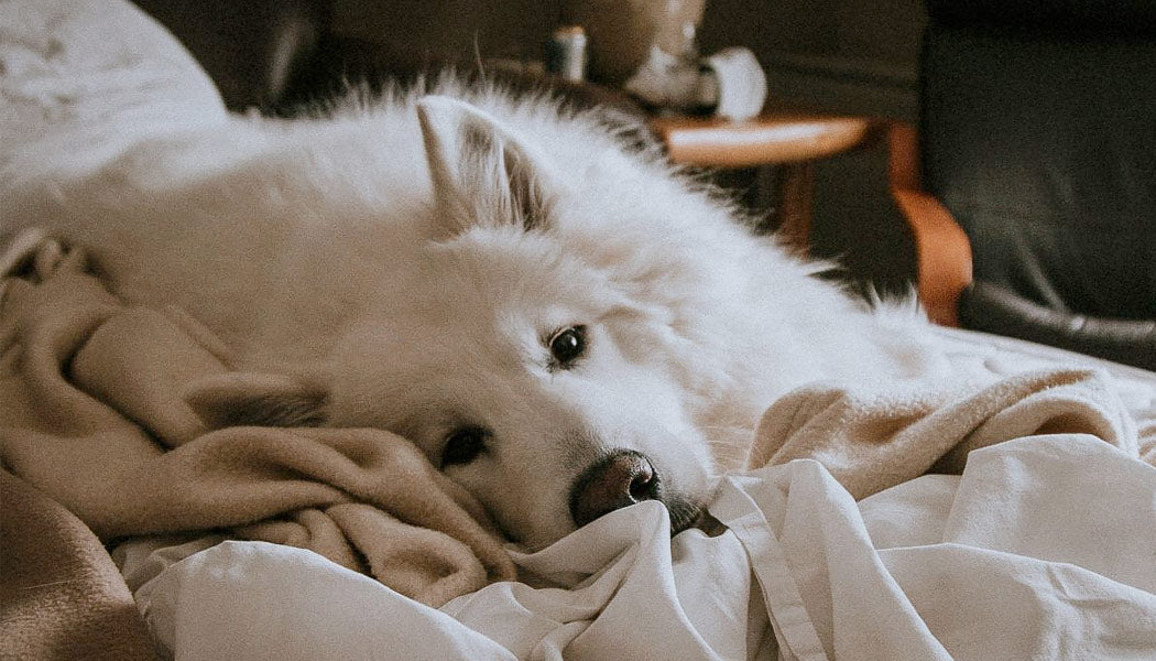 A big, white dog is lying on an unmade bed.