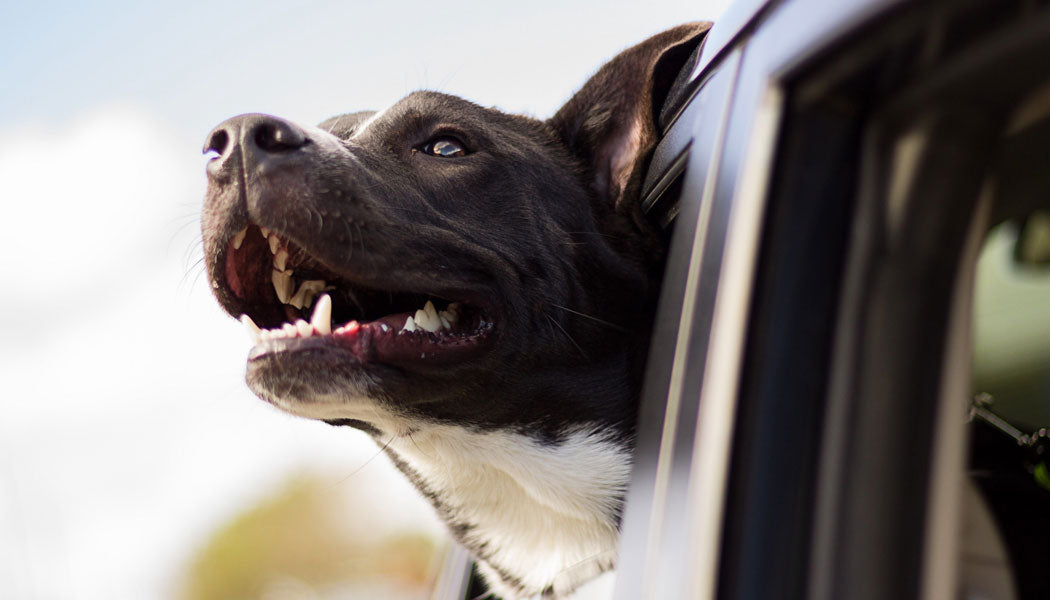 A dog with her head out of the open car window