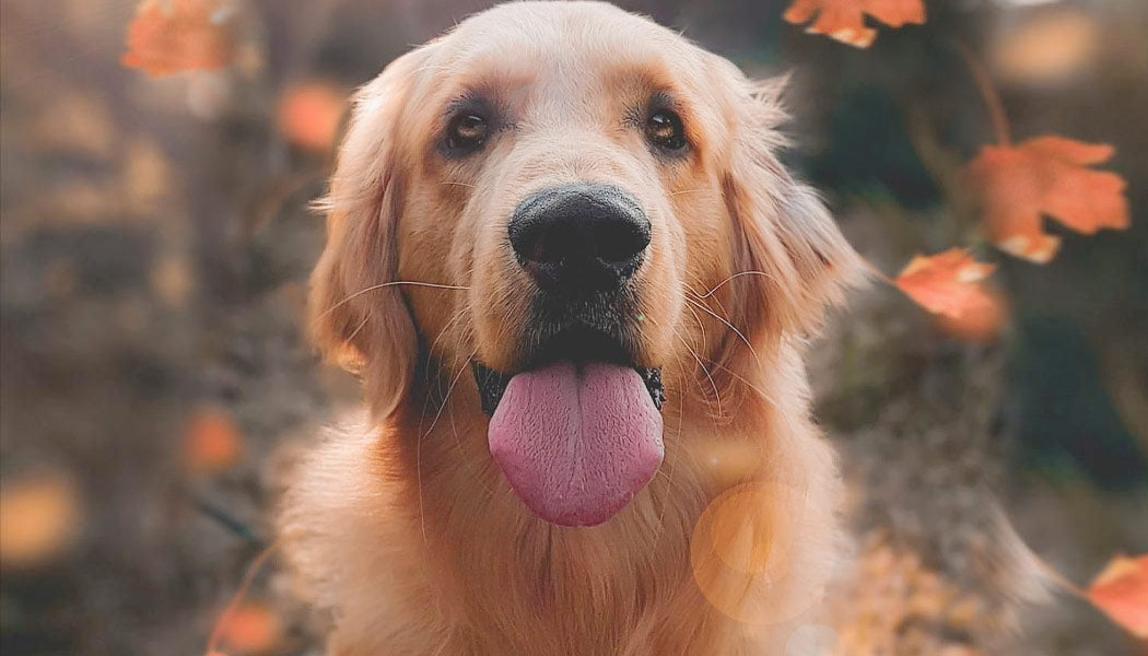 Excessive dog panting can be a sign of respiratory problems.