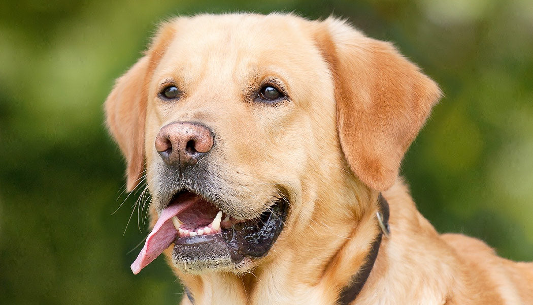 yellow lab