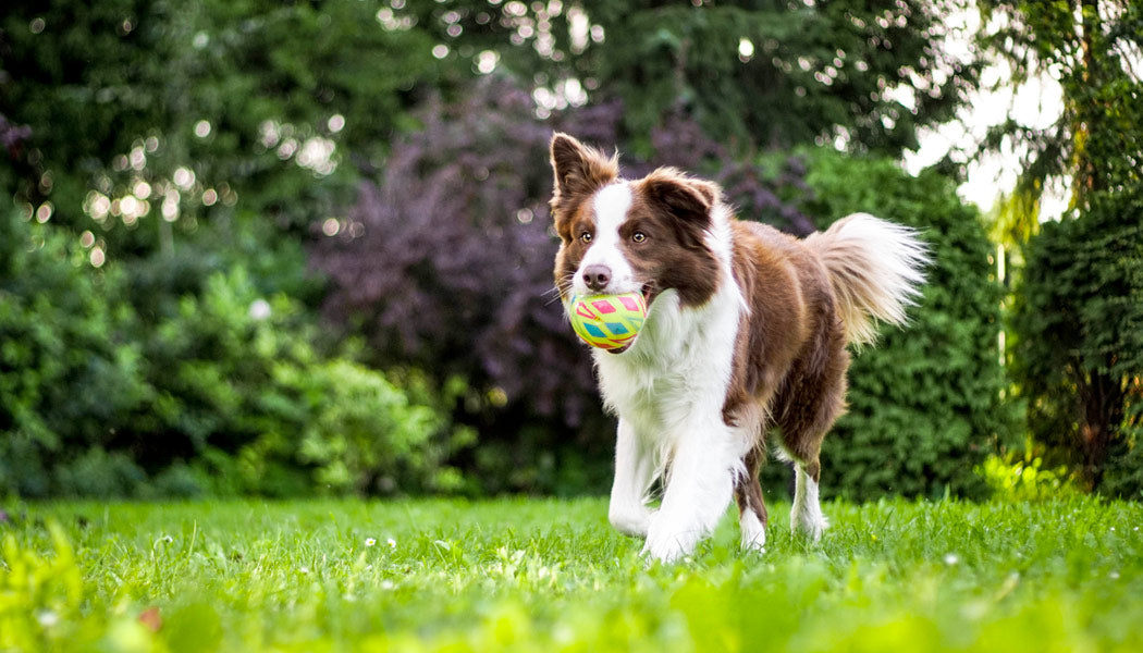 dog with a ball at the park