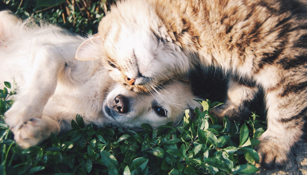 Dog and cat snuggling