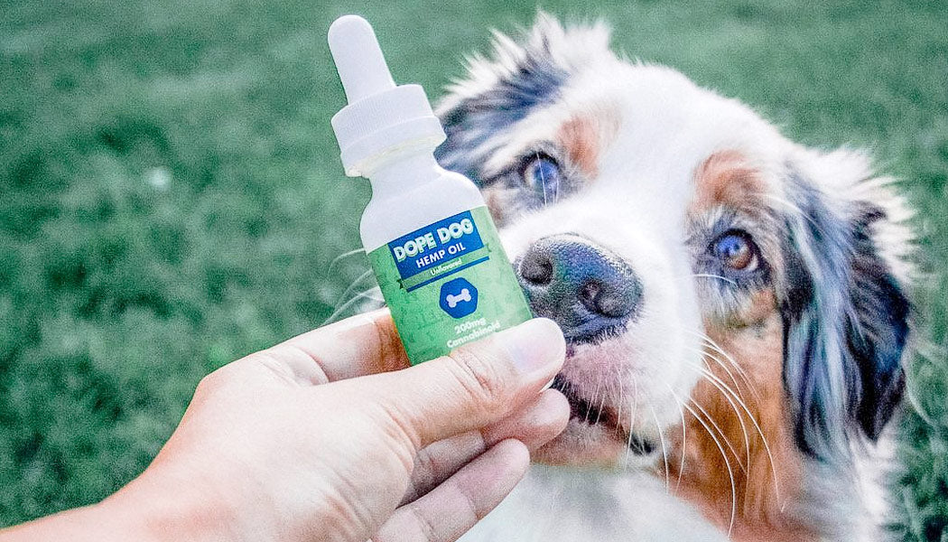 Be careful when determining you or your pet’s CBD oil dosage.