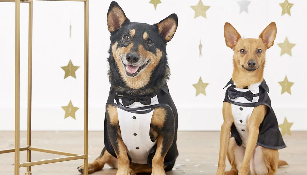 Dogs wearing wedding tuxedos