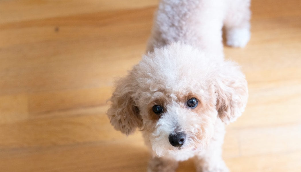 Toy Poodle - Dog Breeds That Live The Longest