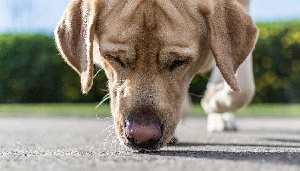 un perro olfateando el suelo