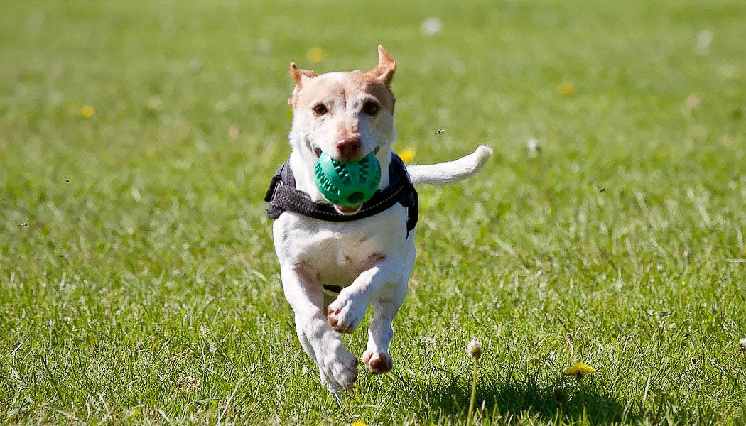 Dog running with a ball | Help Your Dog Lose Weight