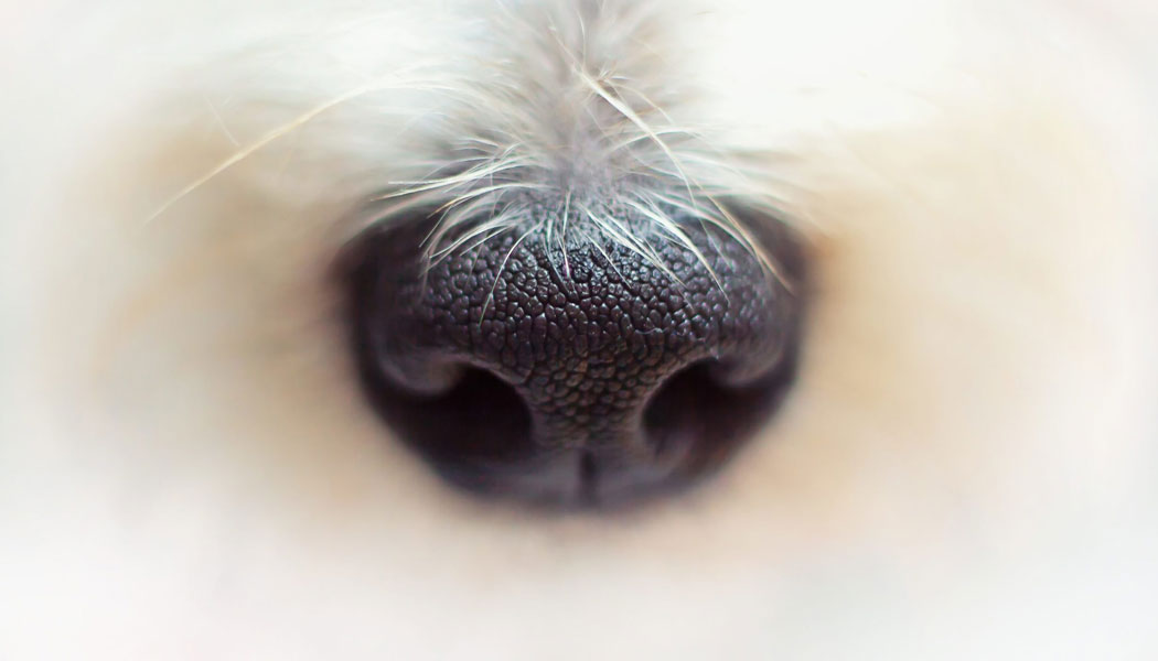 A dog’s strong nose