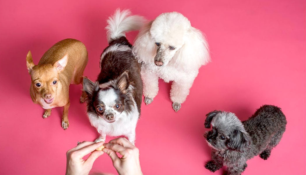 Four dogs waiting for someone to drop a treat.