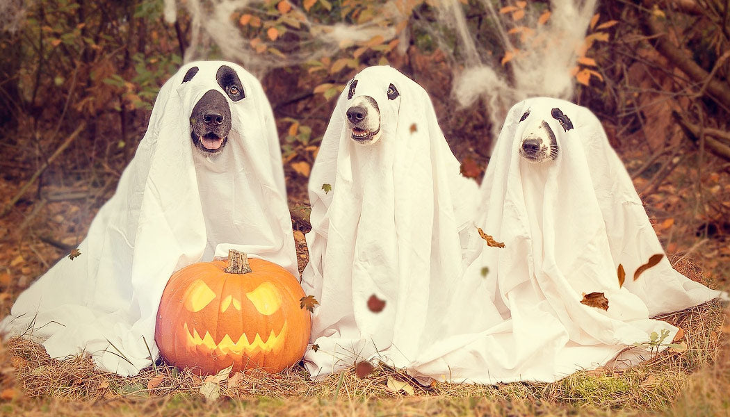 Dogs dressed as ghosts