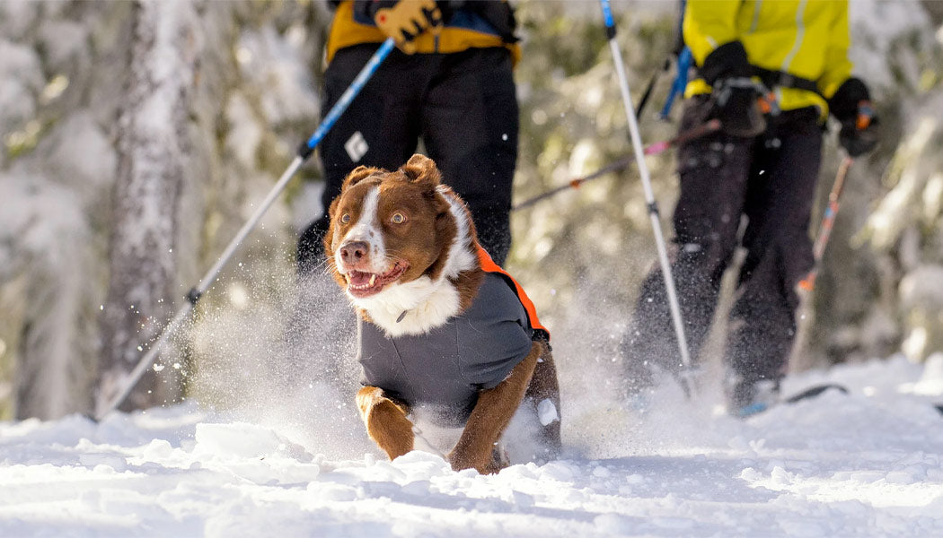 Cloud Chaser coat for dogs