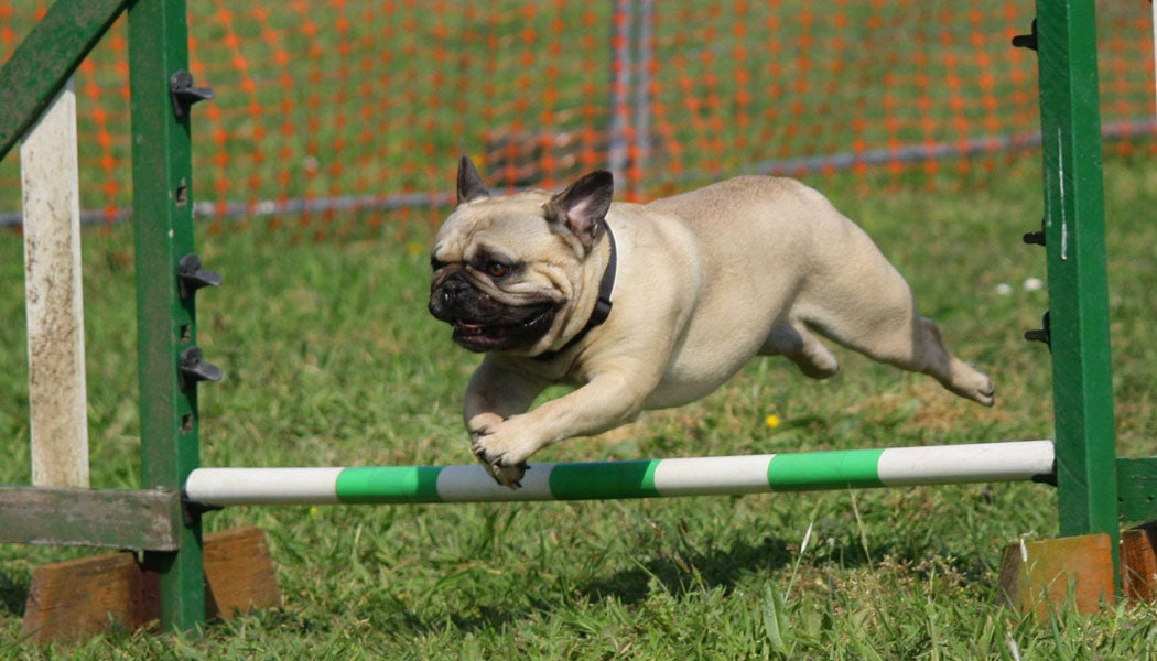 Dog on an obstacle course