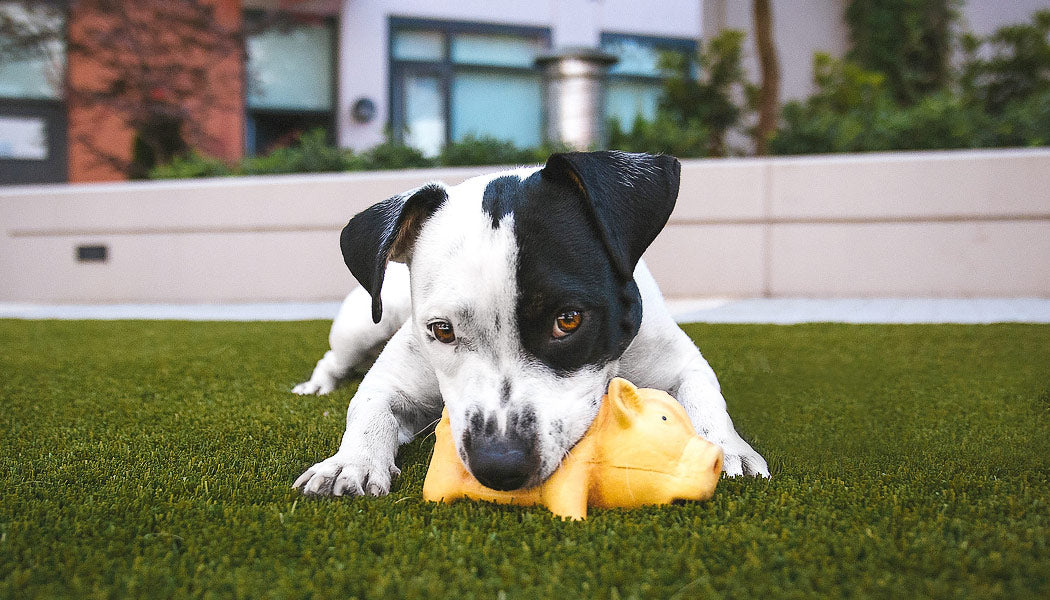 Dope dog playing with toy pig