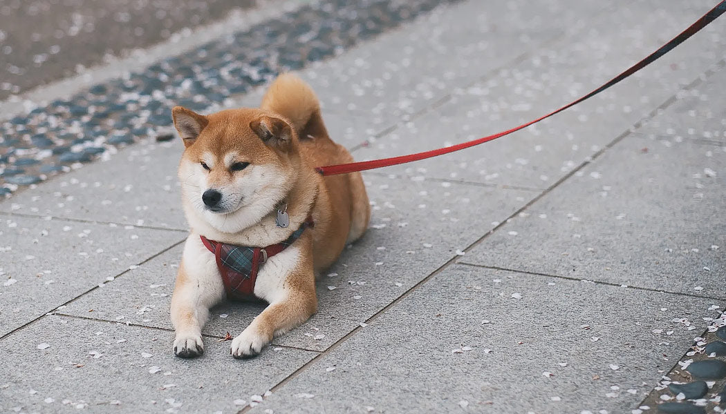 Shiba Inu sitting