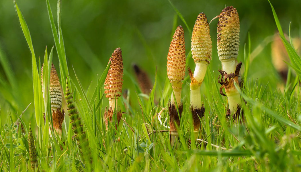 Horsetail - Dog Pain Remedy