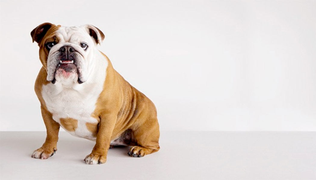 English Bulldogs - 10 Most Popular Dog Breeds