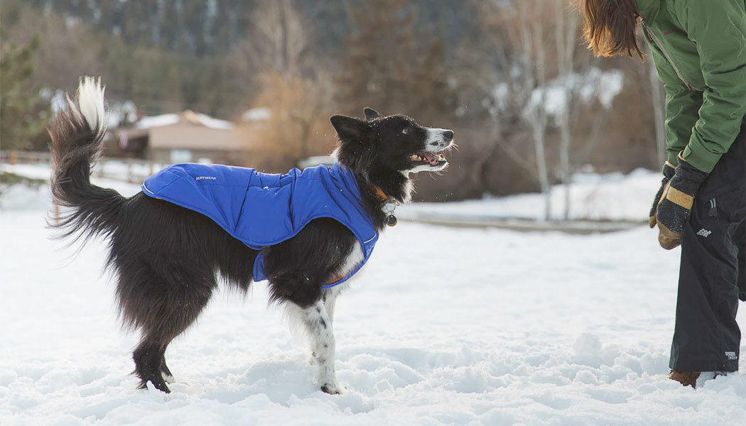 Quinzee Coat for dogs