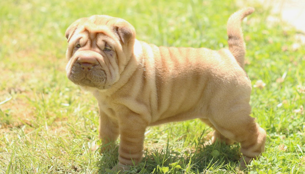 Chinese Shar-Pei - 10 Dog Breeds That Bark The Least