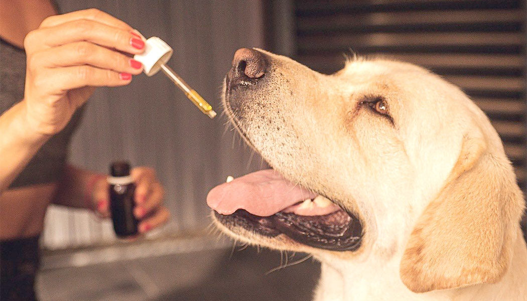 Giving CBD oil to a dog