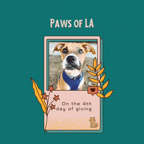 Paws of LA - Dope Dog's 12 Days Of Giving 2022