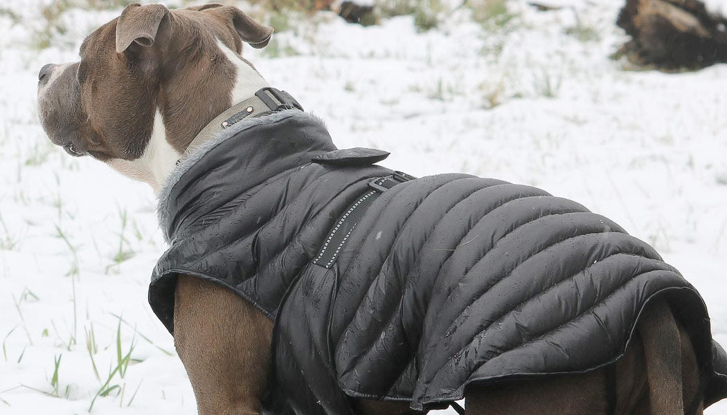 Alpine Coat for dogs