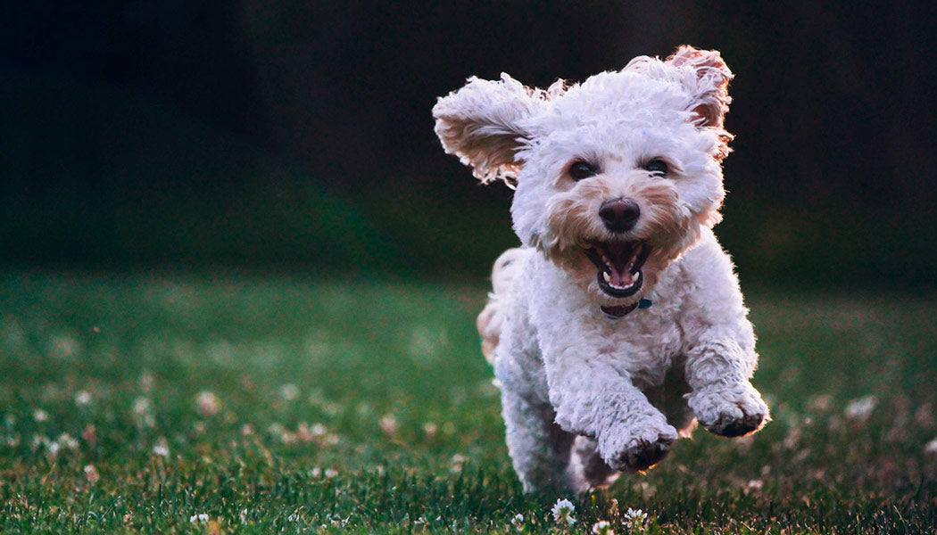 A happy dog