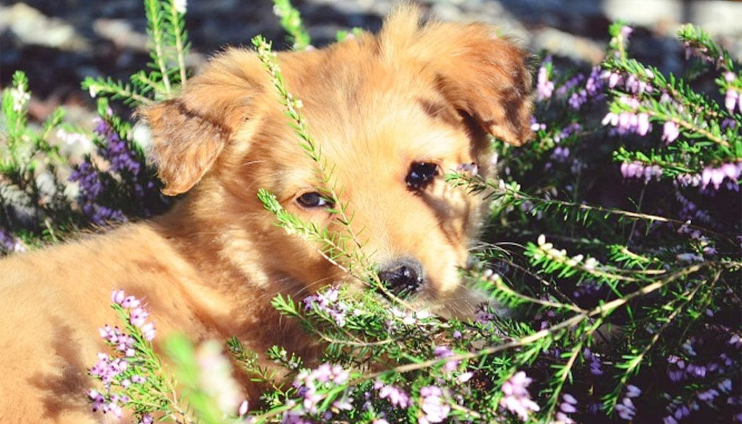 Puppy in Flowers