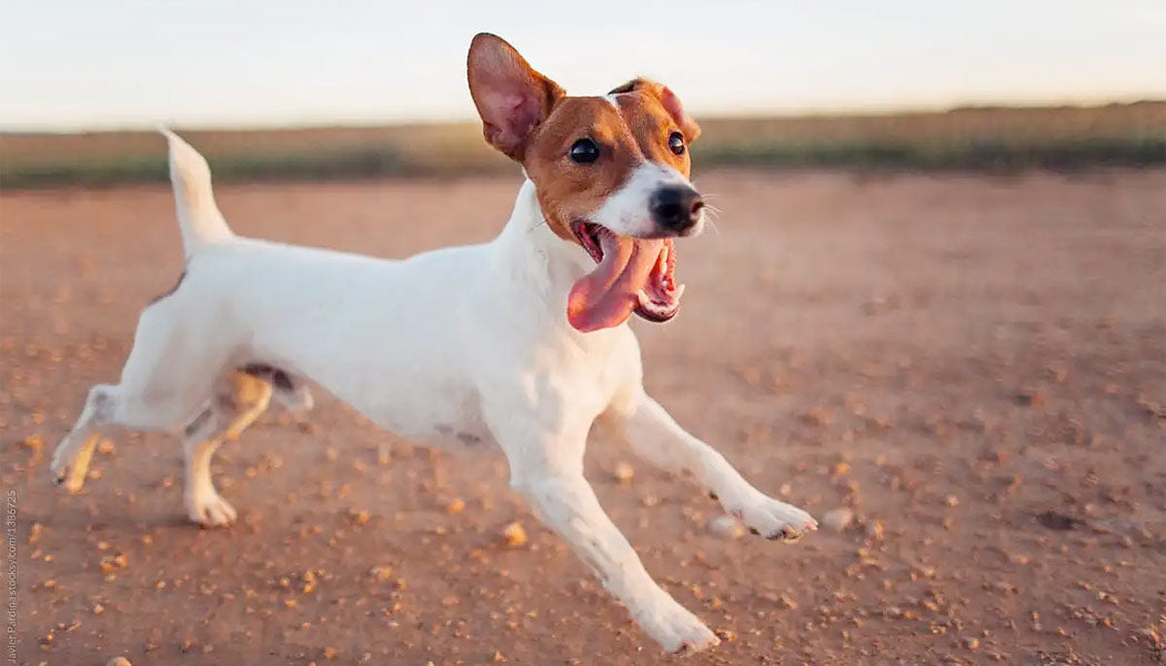 a cute dog running with their tounge out