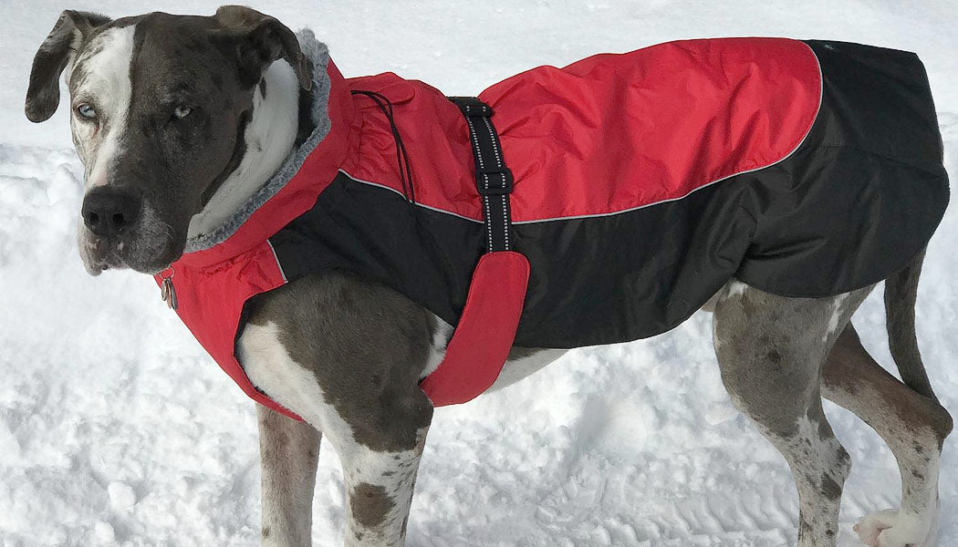 All-Weather Coat for dogs