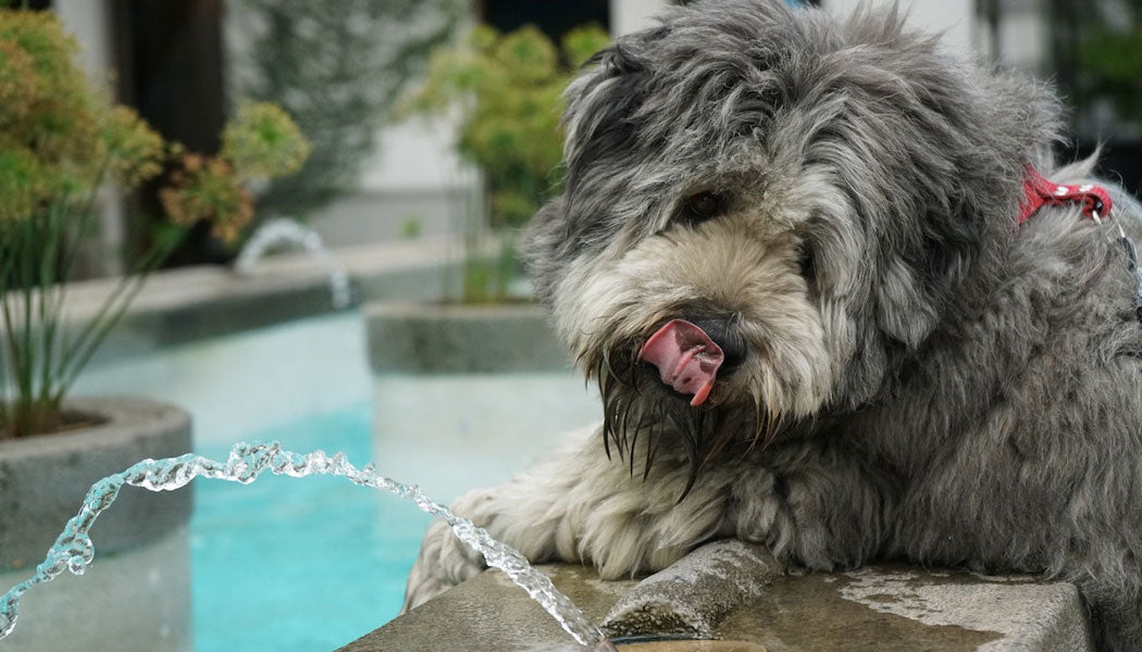 Hydration is necessary to help avoid your dog's constipation