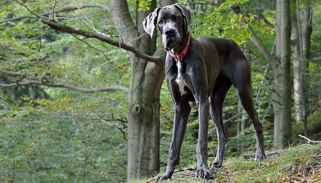 Great Dane - 10 Dog Breeds That Bark The Least